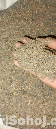 Black seeds